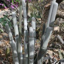 Image result for Ceropegia monteiroae