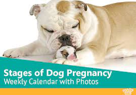 Your dog should still be fed and exercised normally during this. Stages Of Dog Pregnancy Week By Week With Photos