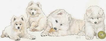 Keystone puppies does not house, purchase, raise, or accept funds for puppies. Samoyed Puppies Mixed Media By Barbara Keith