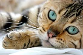 Bengal cats on a whole are a very healthy breed. Tuaaihvv8wzqwm