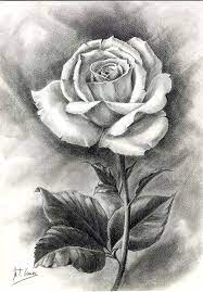 Watch how to draw beautiful flower with pencils. Rosa Dibujo Lapiz M Teresa Gomez Pencil Drawings Of Flowers Beautiful Flower Drawings Flower Sketches