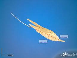 Image result for Arundinella nepalensis