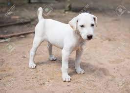 Happy White Puppy Dog Stock Photo Picture And Royalty Free Image Image 79301796