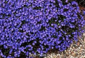 Pretty purple floral ground cover. Pin On Dans Le Jardin