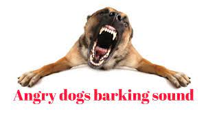 Aggressive dog barking sound effect. Angry Dogs Barking Sound Effect Hd Animal Sounds Youtube