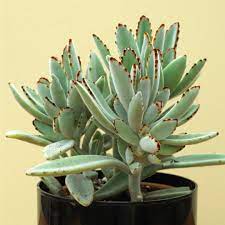 All cactus plants are members of the cactaceae family, and there are thousands of species of cactus. Best Succulents To Grow Indoors Better Homes Gardens