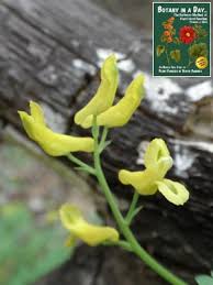 Image result for Fumariaceae