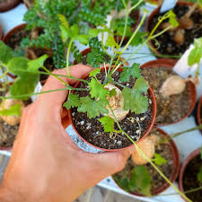 Image result for Kedrostis africana