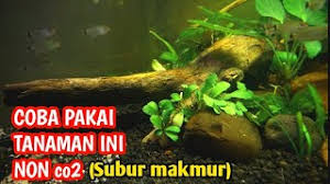 Berikut jenis tanaman aquascape yang mampu tumbuh tanpa co2: Tanaman Aquascape Tanpa Co2 Dan Pupuk Dasar Youtube