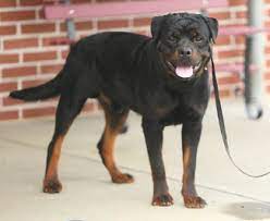 Maybe you would like to learn more about one of these? Rottweiler Puppies For Sale In Pa Lancaster Puppies