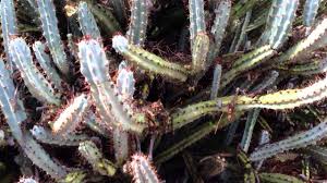 Tropical cacti require a little additional moisture. Cactus After A Rain Youtube
