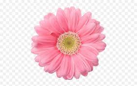 We did not find results for: Pink Flower Png Tumblr Picture 1925679 Single Flowers White Background Flower Transparents Free Transparent Png Images Pngaaa Com