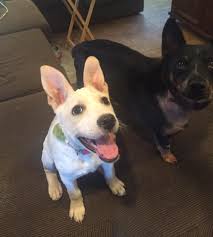 Australian shepherd mix puppies az. Layla Australian Shepherd Mix Puppy M A I N Medical Animals In Need Dog Rescue In Phoenix Arizona