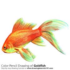 Gold Fish Colored Pencils Drawing Gold Fish With Color Pencils Drawingtutorials101 Com They are a fun and relatively easy fish to draw! gold fish colored pencils drawing