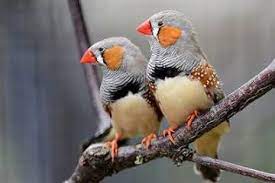 Unsere vogelpflegestation funktioniert wie gewohnt weiter. Vogelarten Und Ihre Besonderheiten