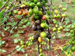 Conceptual model for the assessment of coffee yield losses caused by pests and diseases. Coffee Infonet Biovision Home