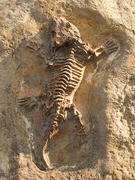 Fossil History Lessons Ten Games To Engage Students Teaching Students About Fossils And Evolutionary History Th Fossils Pictures Of Fossils Animal Skeletons