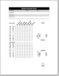 The medical forms, charts, and other printables contained on freeprintablemedicalforms.com are not to be considered as medical or legal advice. Rodent Dental Chart Lafebervet