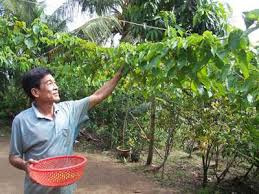 Hoa sầu đông nở vội vàng, rồi tàn trước các cơn mưa và gió lạnh của mùa đông tràn đến. Hoa Thien Ly Ä'au Chá»‰ Ä'á»ƒ Lam Cáº£nh Kinh Táº¿ Cá»•ng Thong Tin Ä'iá»‡n Tá»­ Tá»‰nh VÄ©nh Phuc