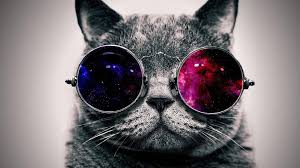 In the clip, the young worker can be seen approaching the doorstep of the house as the black cat follows happily at his side. Cat With Sunglasses Wallpapers Top Free Cat With Sunglasses Backgrounds Wallpaperaccess
