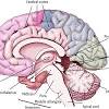 So the sensory nuclei are on the edge of the book pages. 1
