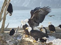 Birds Of North Idaho Hostmonster Com Coeur D Alene Bald Eagle Coeur D Alene Idaho