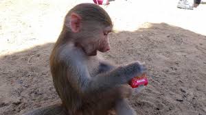 Four paws pet salon is the original upscale grooming and boarding facility. Posh Paws Animal Sanctuary And Petting Zoo Sharjah 2021 All You Need To Know Before You Go With Photos Tripadvisor