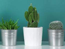 How to water and fertilize cactus plants. How To Look After A Cactus Plant Love The Garden