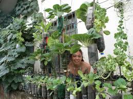 Anda bisa menanam sayuran di pot, teras rumah, atau bahkan balkon. 34 Ide Kreatif Berkebun Vertikal Sederhana Dan Murah Di Botol Bekas Berita Pertanian Mitalom