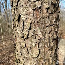Image result for Prunus serotina