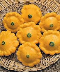Patty Pan Squash Sunburst Squash Seeds Vegetable Seed Pattypan Squash