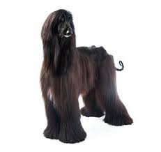 Maybe you would like to learn more about one of these? Afganistanski Hrt Pasmine Pasa Purina