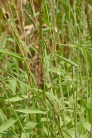 Image result for Urochloa deflexa