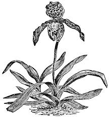 Image result for Sericostachys scandens