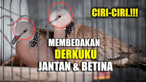 Kepekaannya sangat besar dan mampu berkicau sangat keras jika mendengar. Untuk Pemula Cara Membedakan Paud Kenari Umur 1 Bulan Jantan Dan Betina Dijamin Tepat Akuratçyoutubeè§é¢'ææåææ¥å' Noxinfluencer