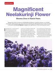 I am from kerala and i know about neelakurinji.i have been to the valley this time when the flowers bloomed.it is truly a beautiful sight to watch.neelakurinji flowers bloom once in every 12 years and they only last for few days.it bloomed last year and now we have to wait for 12 years to. Pdf Special Feature Magnificent Neelakurinji Flower Pioneer