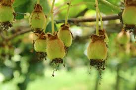 Kiwi gardener, christchurch, new zealand. Kiwi Pflanzen Pflege Anbau Im Garten Gartendialog De