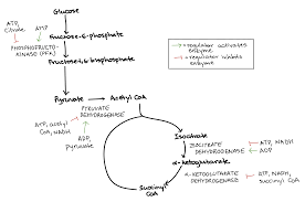 regulation of cellular respiration article khan academy