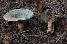Image result for Lactarius mutabilis