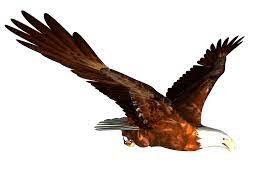 Animated Bald Eagle Flying Png Image Clip Art Pictures Bald Eagle Cartoon Clip Art
