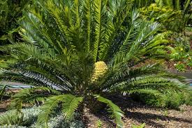 Image result for Encephalartos lebomboensis
