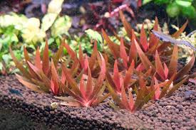 Image result for Xyris