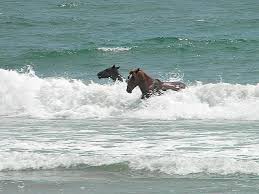 Horses In The Surf Outer Banks Of North Carolina Corolla Currituck County North Carolina Beaches Corolla North Carolina Outer Banks North Carolina