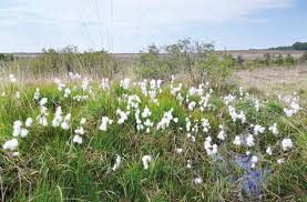 Image result for Trichopteryx fruticulosa