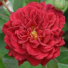 L Ami Des Jardins Beautiful Roses Pretty Flowers Beautiful Flowers