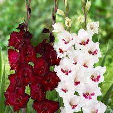 Gladiolus Espresso Fiorentina Longfield Gardens Gladiolus Longfield Gardens Flowers