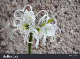 Image result for Ismene narcissiflora
