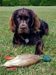 The boykin spaniel is a highly trainable dog breed. Ken Perrotte Big Boykin Spaniel Is Columnist S Cherished Companion Outdoors Fredericksburg Com