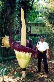 The Rare Titan Flower Known In Indonesia As Bunga Bangkay Corpse Flower Bogor Indonesia Is Said To Be The B Corpse Flower Strange Flowers Unusual Plants