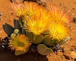 Image result for Aizoaceae